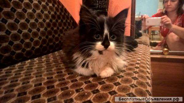 Котята в дар