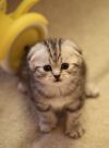 Шотландские вислоухие и страйт котята 1.5 мес. Черный мрамор на серебре