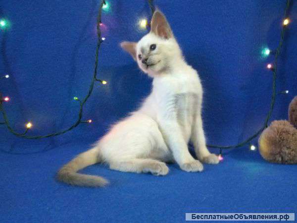 Балинезийские котята