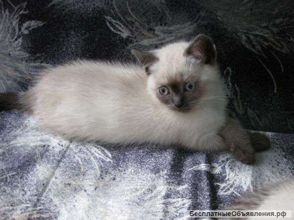 Продаю шотландских котят
