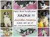Миленькие чёрно-белые и белые щеночки хаски