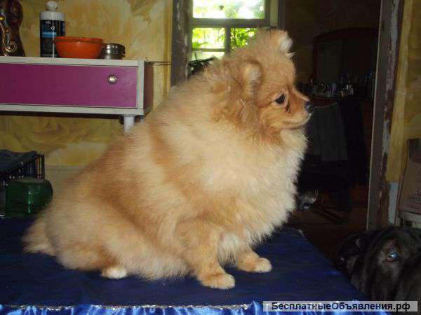 Щенок шпица