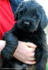 Русский Чёрный Терьер - высокопородные щенки