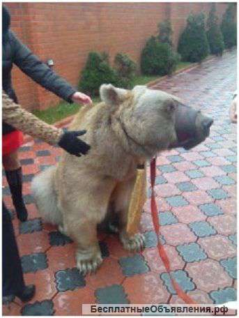 Дрессированный медведь в Москве