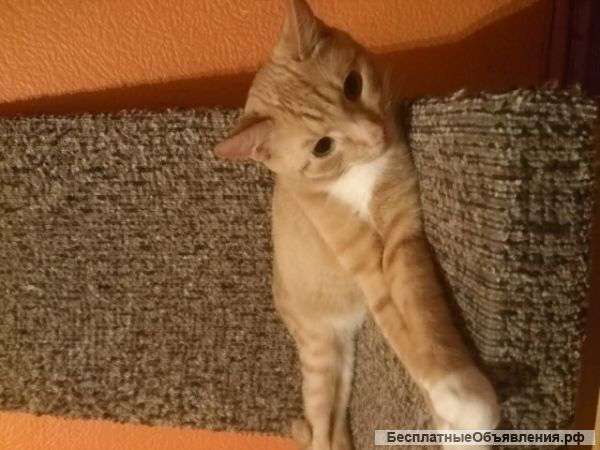 В добрые руки