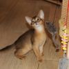 Абиссинские котята - маленькие пумы