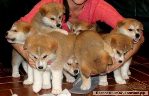 Акита-ину щеночки