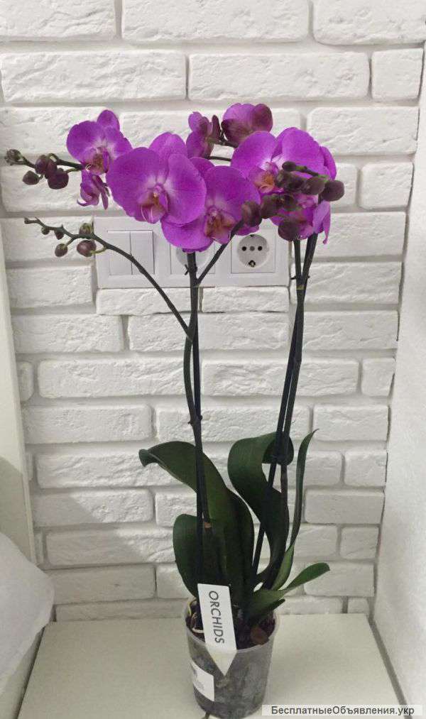 Мини отель Sky Home