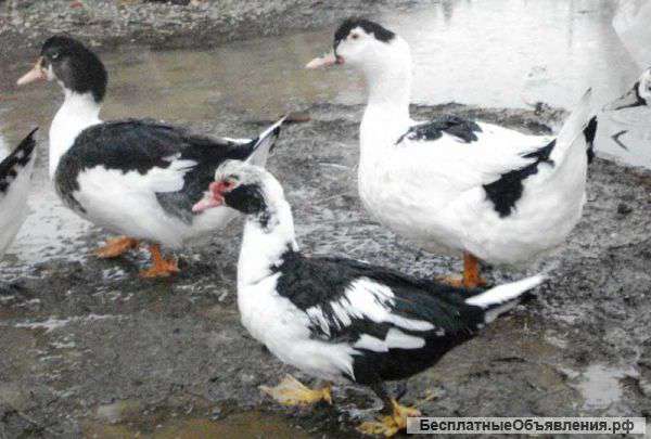 Домашняя птица