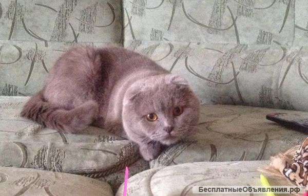 Ищем кошечку для вязки