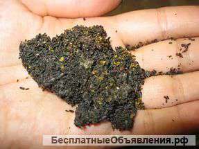 Пжвм