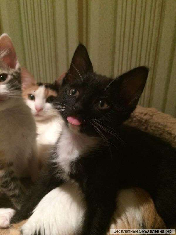 Котятки
