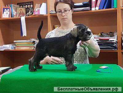 Классные щенки миттеля,п/с, мальчики, возраст 2 мес