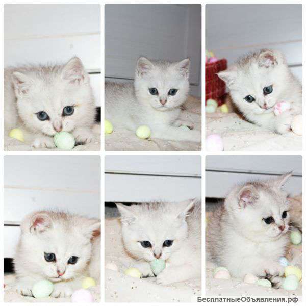 Британские шиншиллы