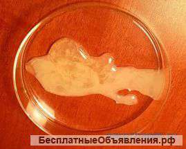 Даю Кроличью сперму