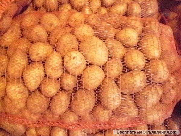 Картофель оптом от производителя, калибр от 5