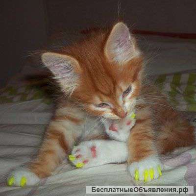 Антицарапки для кошек (мягкие коготки)