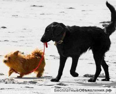 Дрессировка собак в Москве. Собака без проблем.