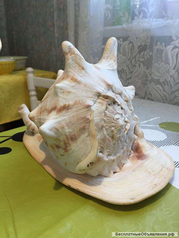 Ракушка натуральная океаническая