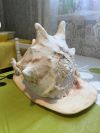 Ракушка натуральная океаническая