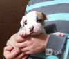 Красивые щенки Амстаффтерьера