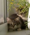 Котят