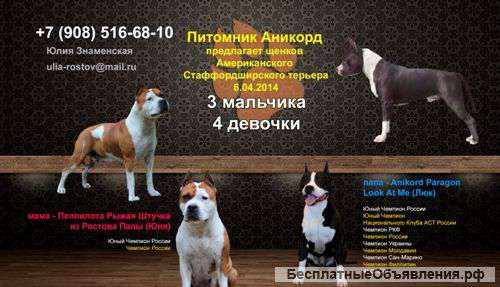 Щенки Амстаффа из питомника