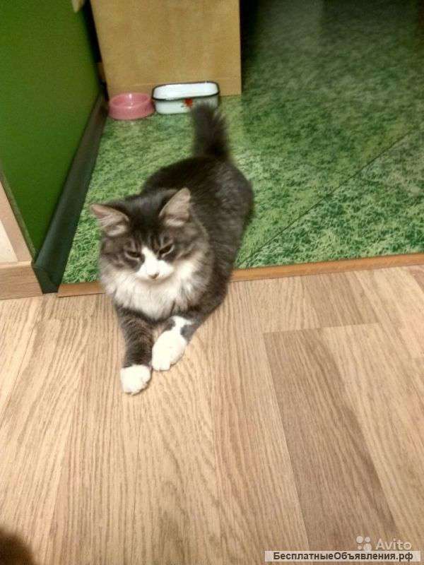 Ласковый котик в добрые руки