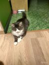 Ласковый котик в добрые руки