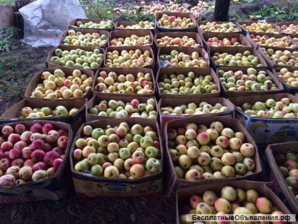 Яблоки зимних сортов (Голден, Семеренко, Антоновка) в г Нижний Новгород пос Новинки