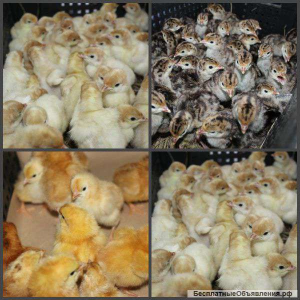 Суточный молодняк