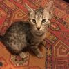 Котик