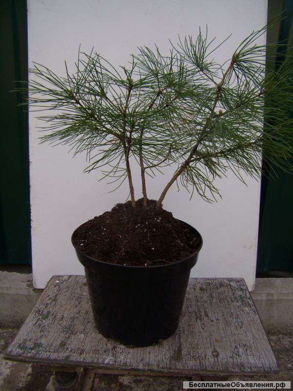 Три саженца сибирского кедра в одном контейнере.