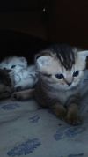 Котята британские шиншиллы