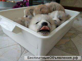 Верный друг акита