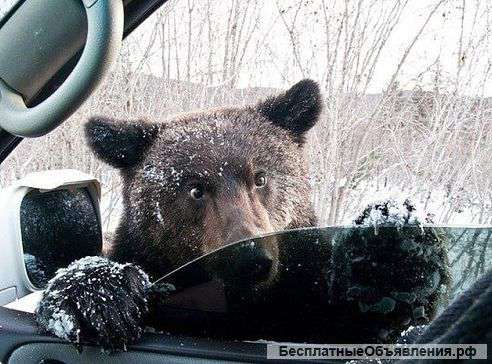 Ищу работу сторожа