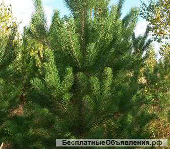 Новогодние Елки