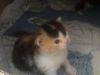 Котята шотландской вислоухой кошки