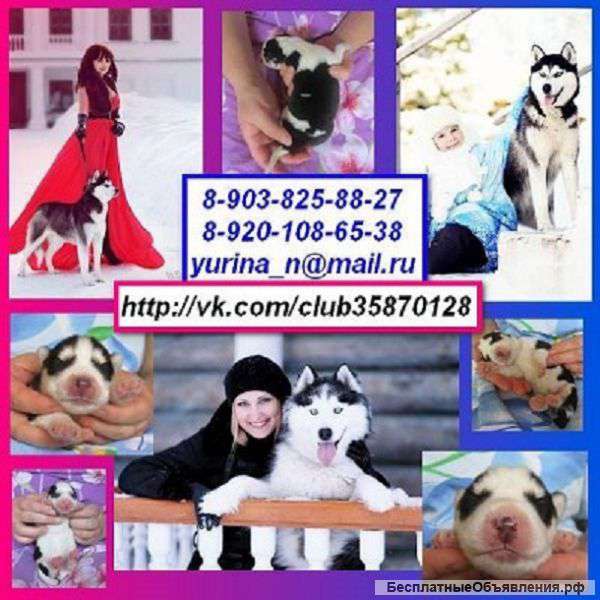 Замечательных щеночков хаски продаю