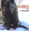 Две длинношерстные девочки