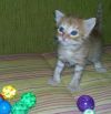 Рыжий котенок (мальчик-1 месяц) в добрые руки