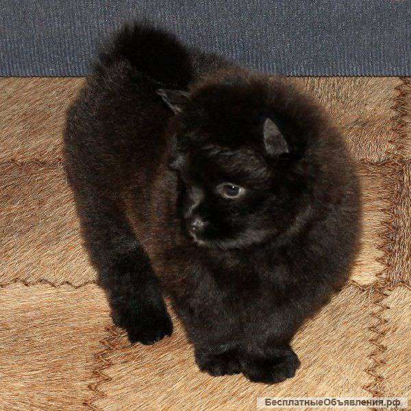 Отличные померанские