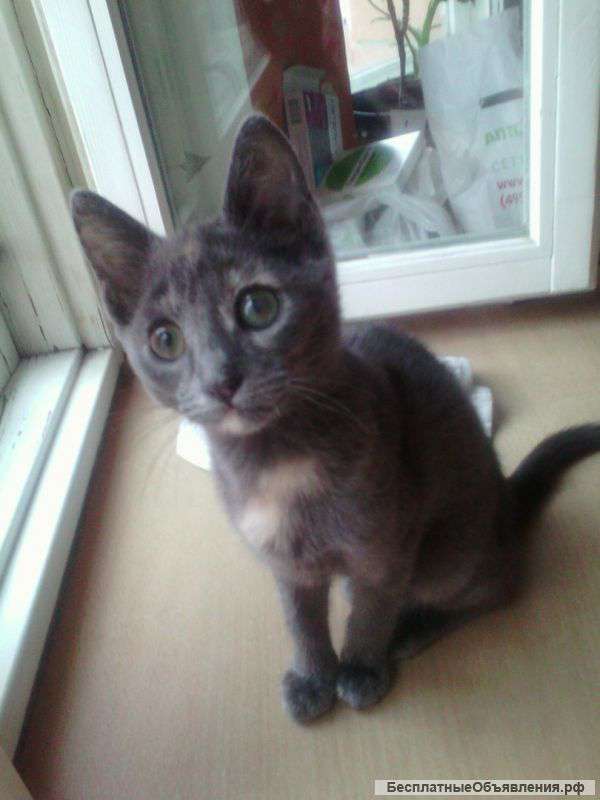 Подарим котёнка