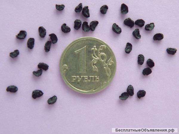 Лук Анзур. Луковицы и семена почтой по России.