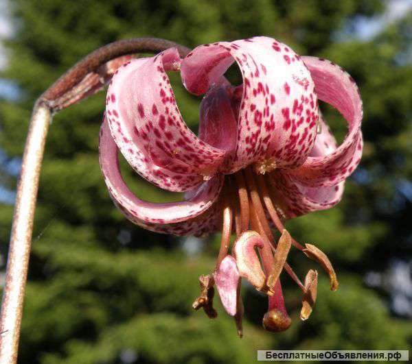 Лилия кудреватая. Луковицы и семена почтой по России.