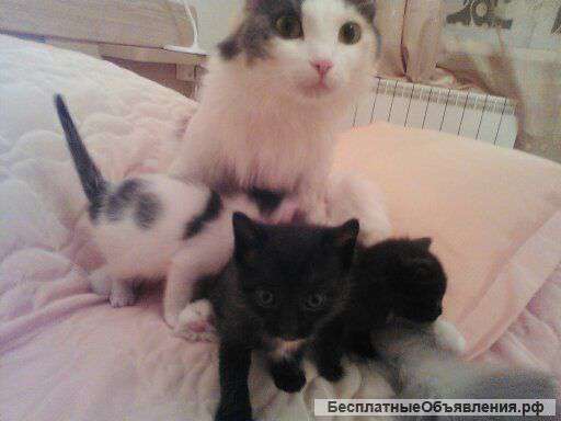 Черно-белый котик и трёхцветная киска 1,5 месяца