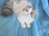 Персидские котята
