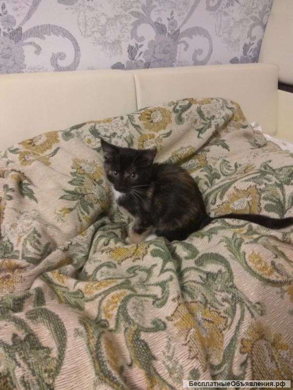 Отдам котенкика в добрые ру