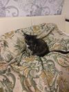 Отдам котенкика в добрые ру