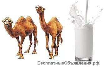 Верблюжье молоко и моча из Египта КУРС
